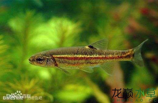 鴨綠江特產(chǎn)斑鰭鱥 龍鳳鯉魚 第4張