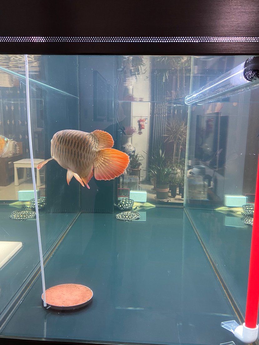 2020322水 斑馬鴨嘴魚 第1張