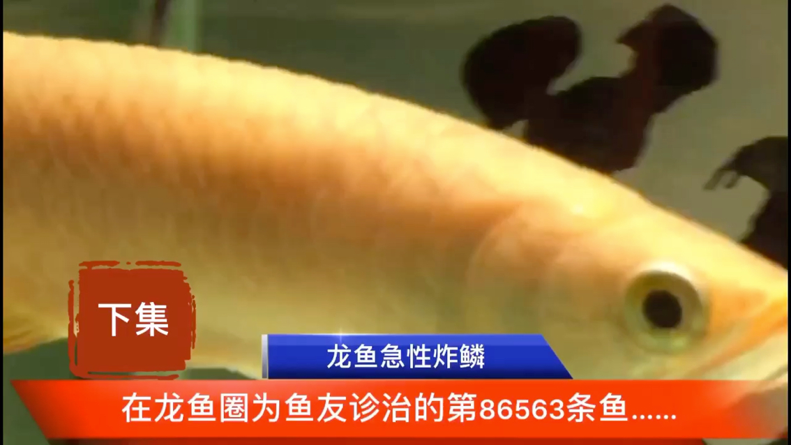 龍魚炸鱗——見證老三樣此案例最后更新 雙線側(cè)魚 第1張