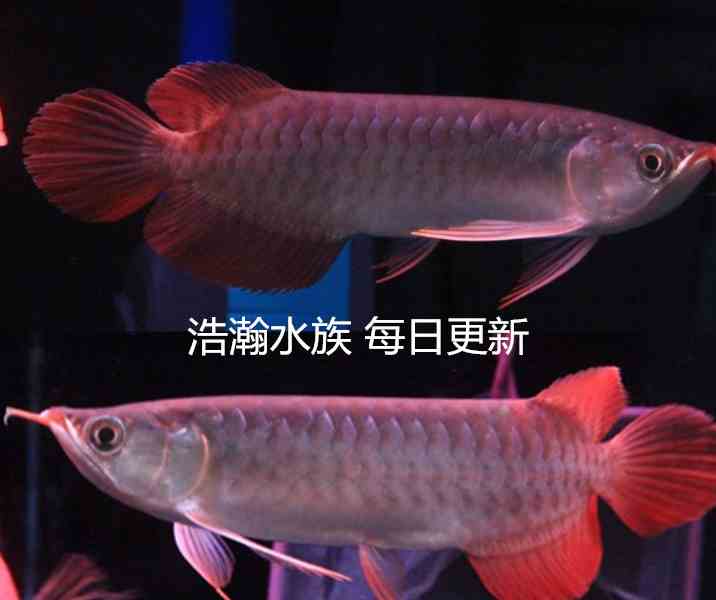 求點價格能接受的好水晶 銀古魚苗 第1張