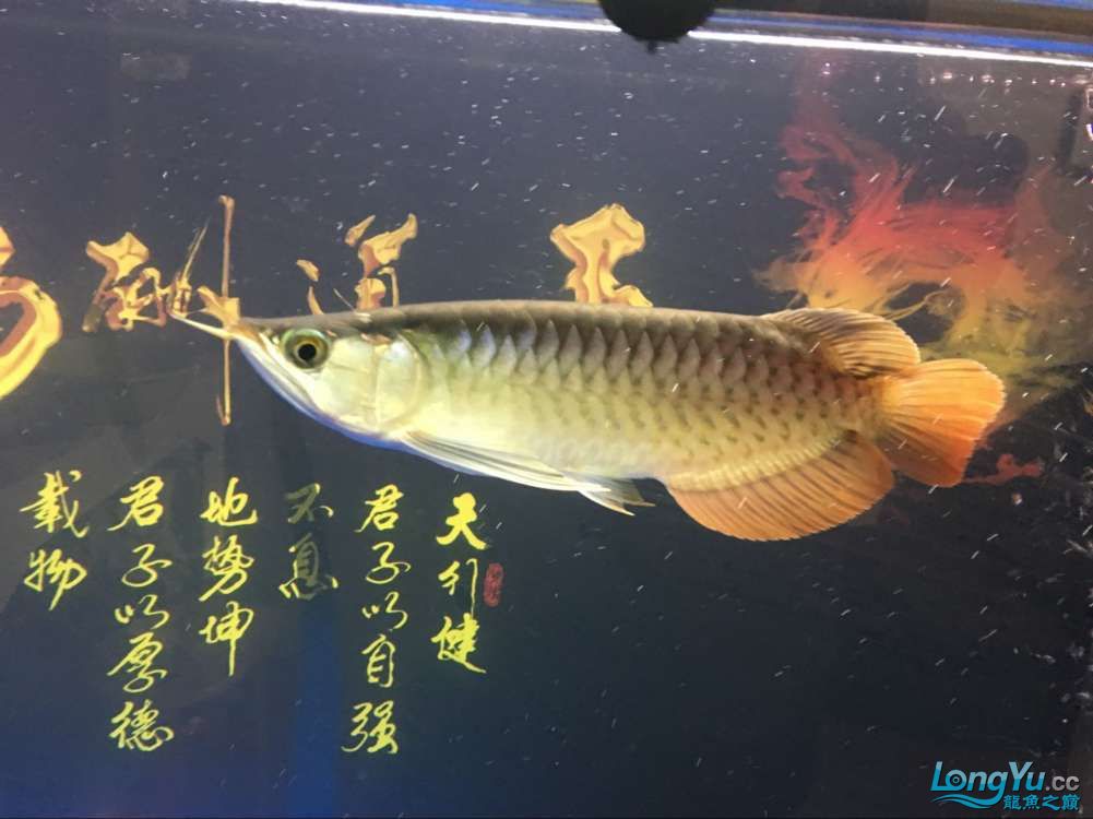 出掉45CM的藍底金龍換了條紅龍大神看下品像如何2880請的