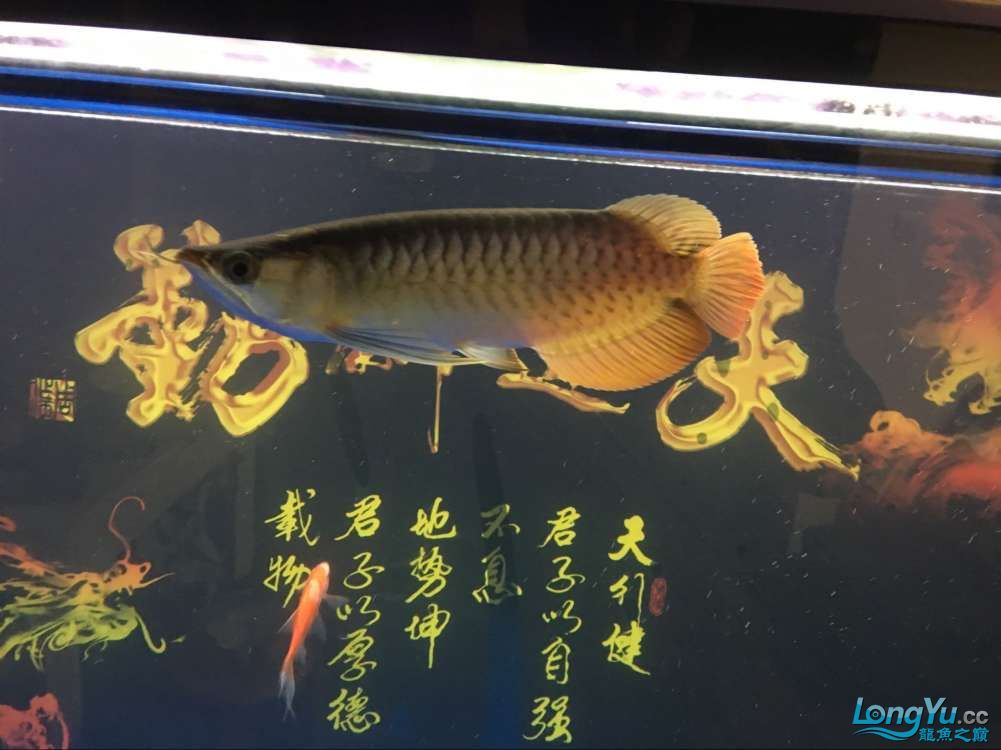 出掉45CM的藍底金龍換了條紅龍大神看下品像如何2880請的