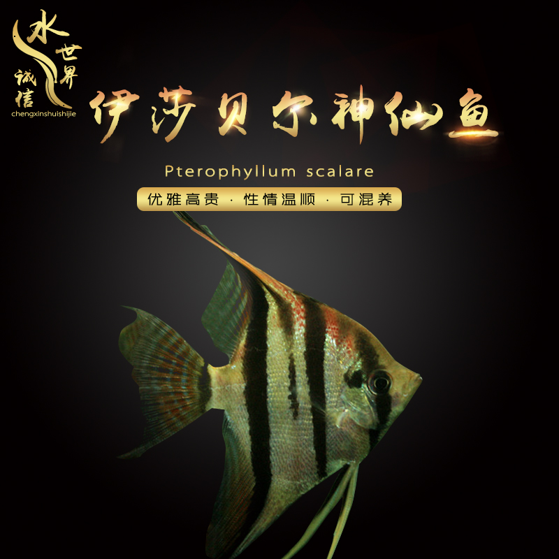 紅龍食物請高手指點 朱巴利魚 第2張