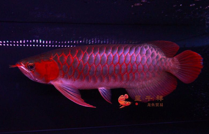 出售皇冠15cm3300和4500一對(duì) 銀龍魚(yú)百科 第6張