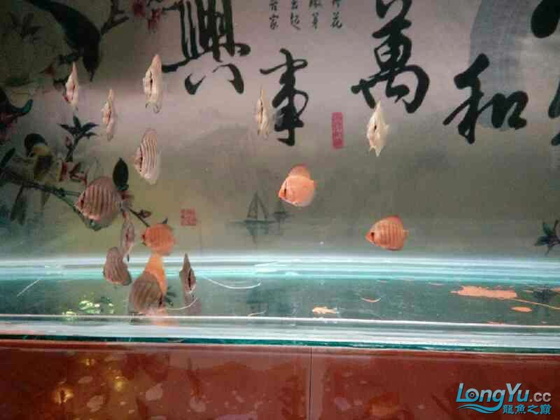 請(qǐng)教大神們 斑馬鴨嘴魚(yú)苗 第2張