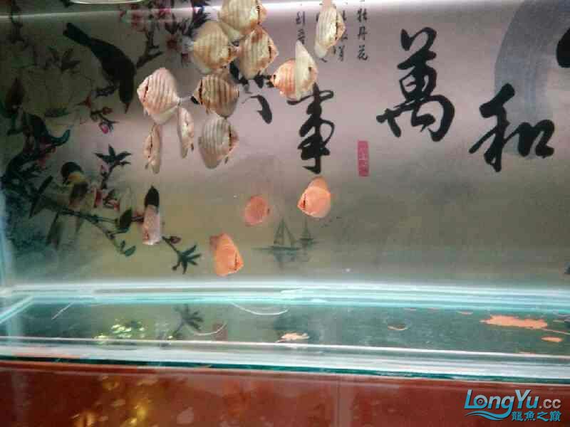 請(qǐng)教大神們 斑馬鴨嘴魚(yú)苗 第1張