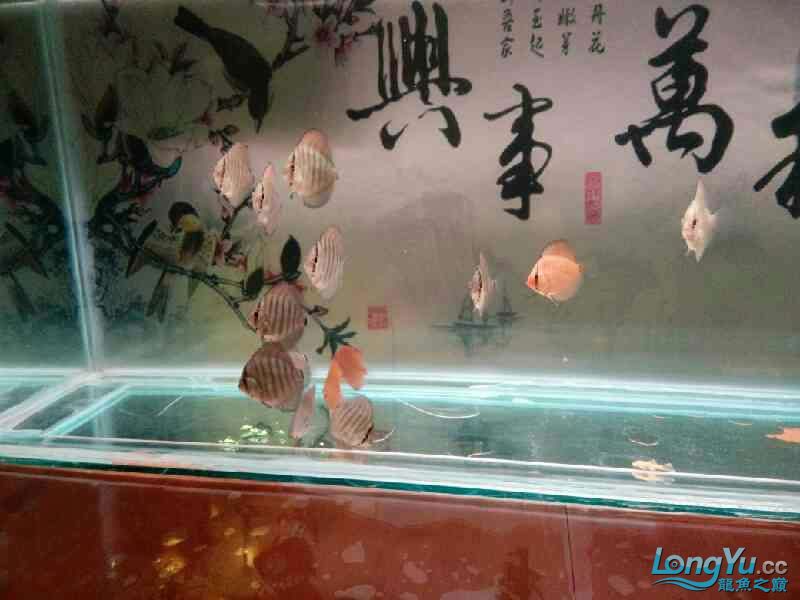 請(qǐng)教大神們 斑馬鴨嘴魚(yú)苗 第3張