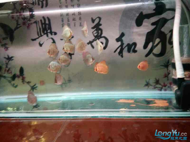 請(qǐng)教大神們 斑馬鴨嘴魚(yú)苗 第4張