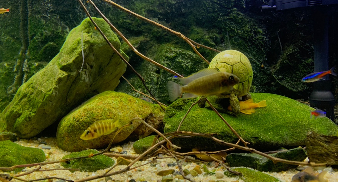 神器原諒色 魚缸水泵 第2張