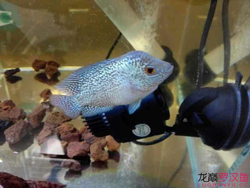 贏明峰水族菩提飼料夢實泰二羅 蘇虎 第8張