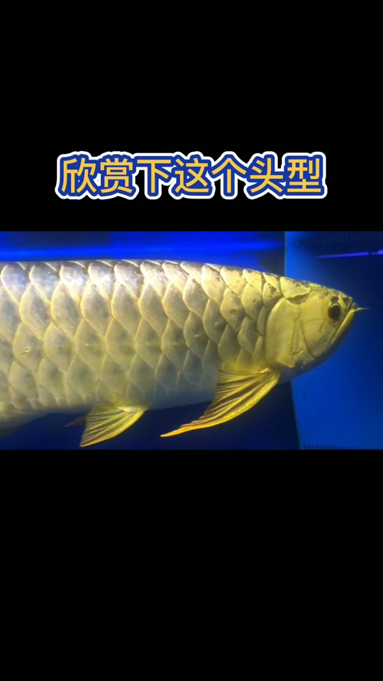 我喜歡這樣的魚 祥龍藍(lán)珀金龍魚 第1張