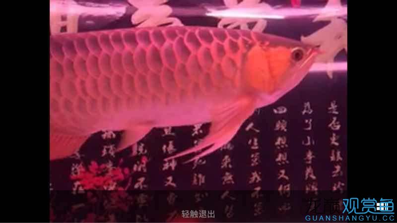 55公分以上大紅龍便宜賣 肺魚 第4張