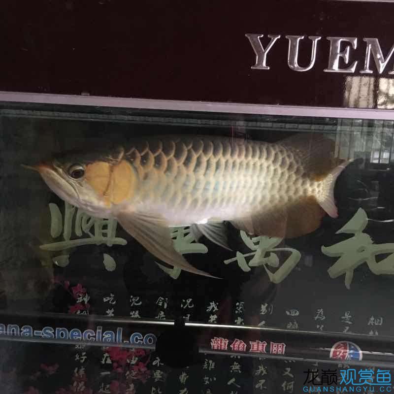 55公分以上大紅龍便宜賣 肺魚 第7張