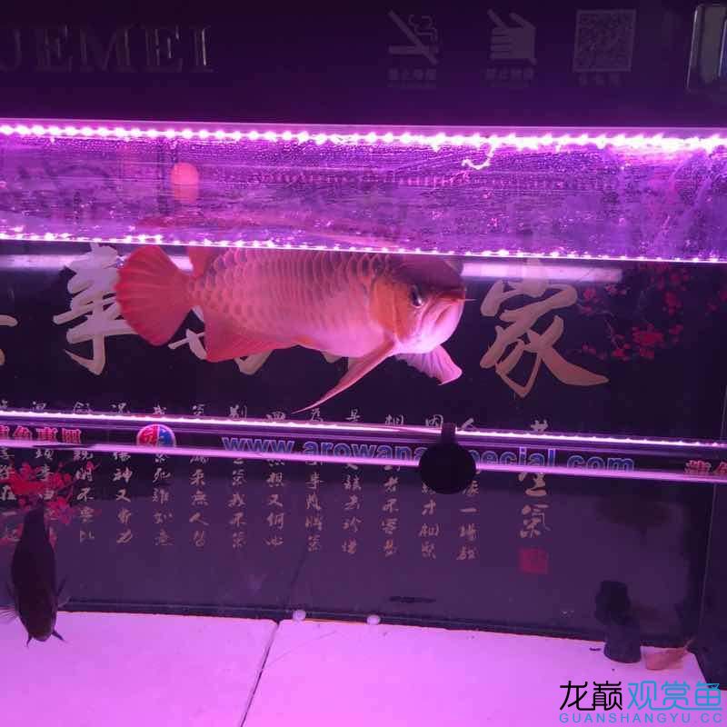 55公分以上大紅龍便宜賣 肺魚 第6張