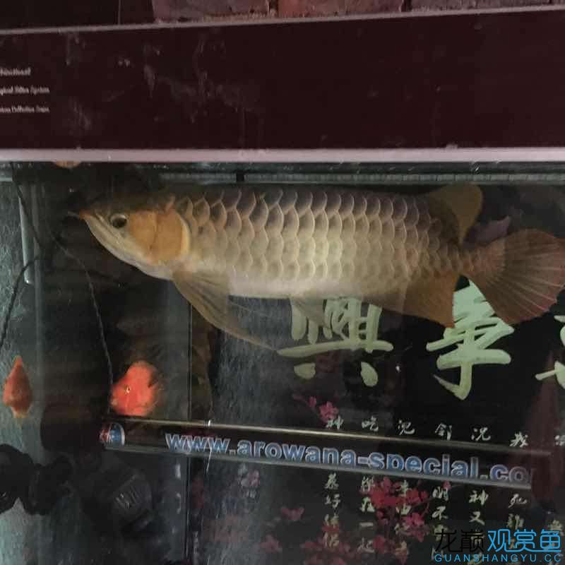 55公分以上大紅龍便宜賣 肺魚 第8張