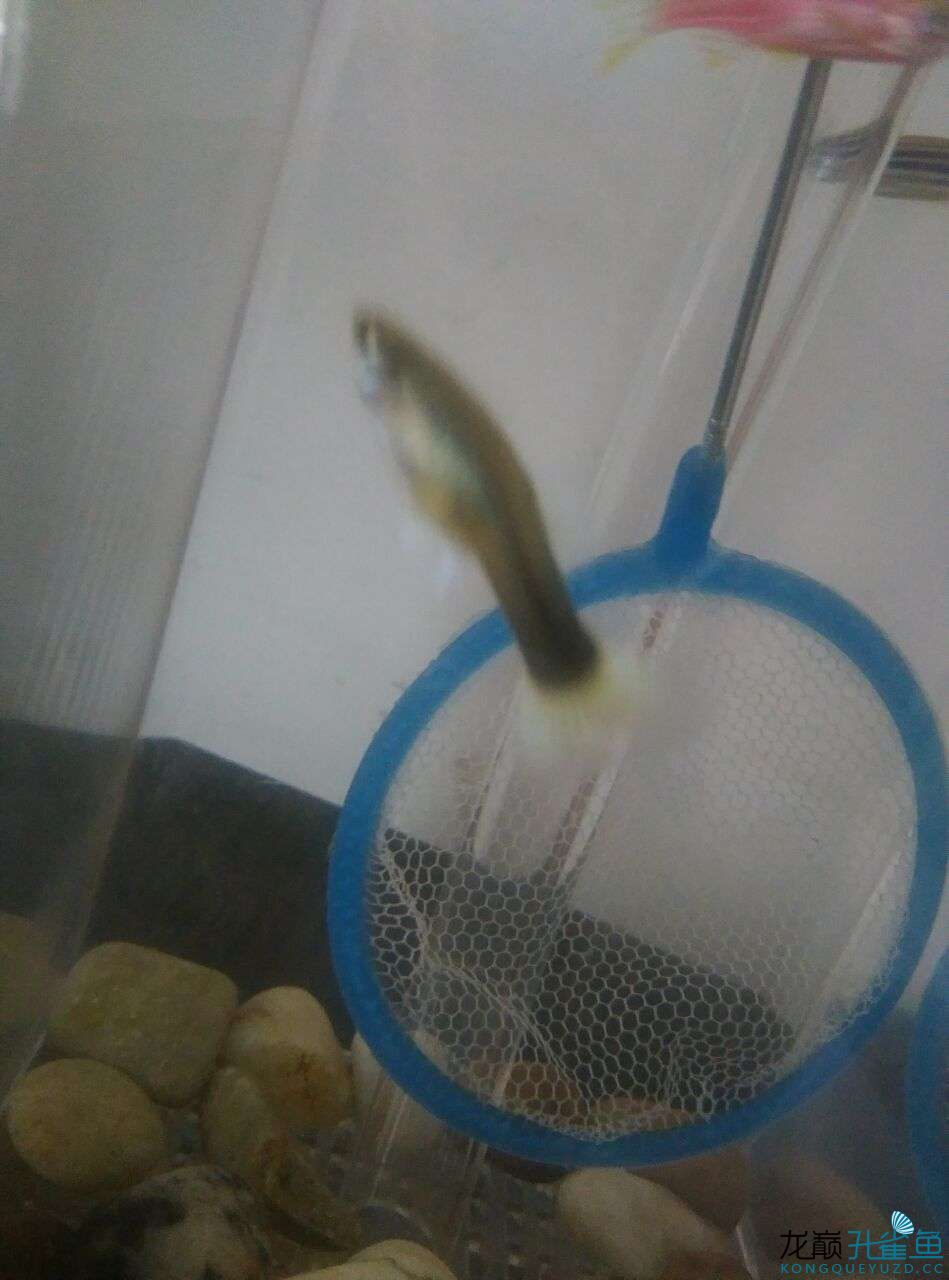 各位高手幫我看看這條母孔雀魚(yú)是有小魚(yú)了