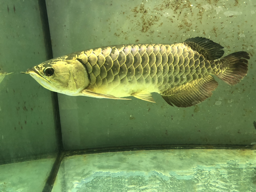 馬上6年了 玫瑰銀版魚 第2張