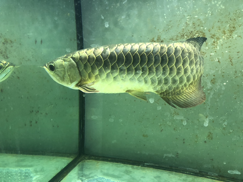 馬上6年了 玫瑰銀版魚 第1張