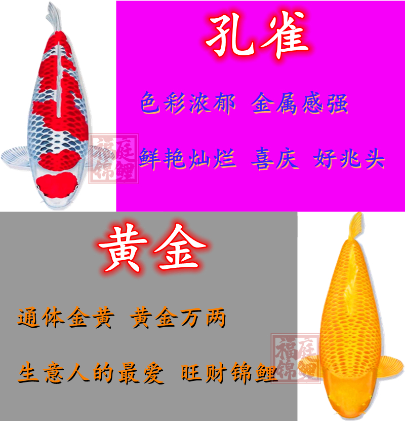 好水質(zhì)調(diào)出來錦鯉 南美異形觀賞魚 第2張