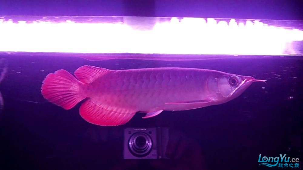 227漂亮的翹頭山塔爾特級(jí)辣椒紅龍20cm7800 廣州水族批發(fā)市場(chǎng) 第1張