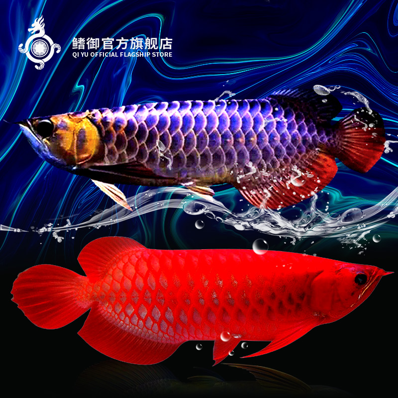 另類美人魚 紅魔王銀版魚 第3張