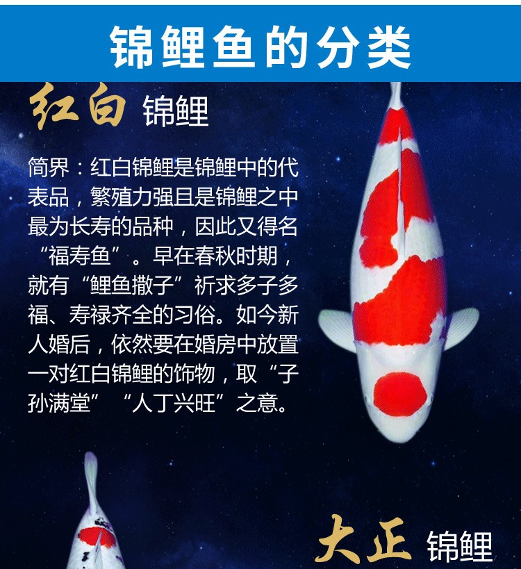 為什么頭會縮下去呢？ 觀賞魚 第3張