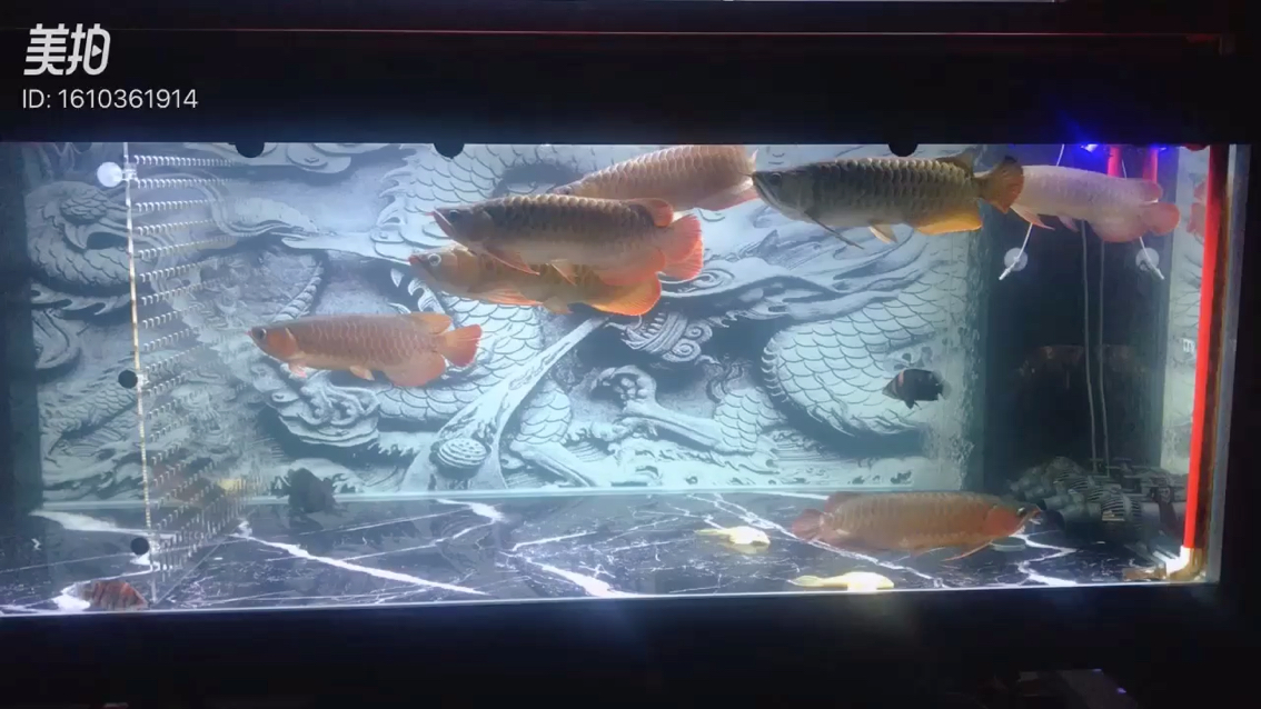 有些故事只能對(duì)魚(yú)傾訴 黑云魚(yú) 第1張