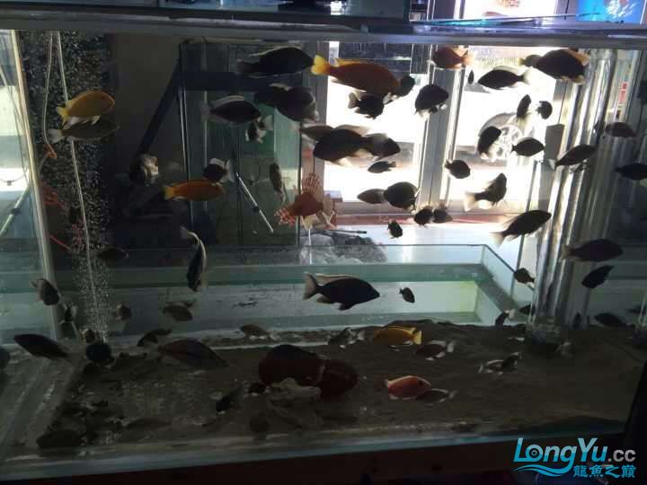 四海水族泰國貿(mào)易邀你來拼魚+參加活動 沖氧泵 第2張