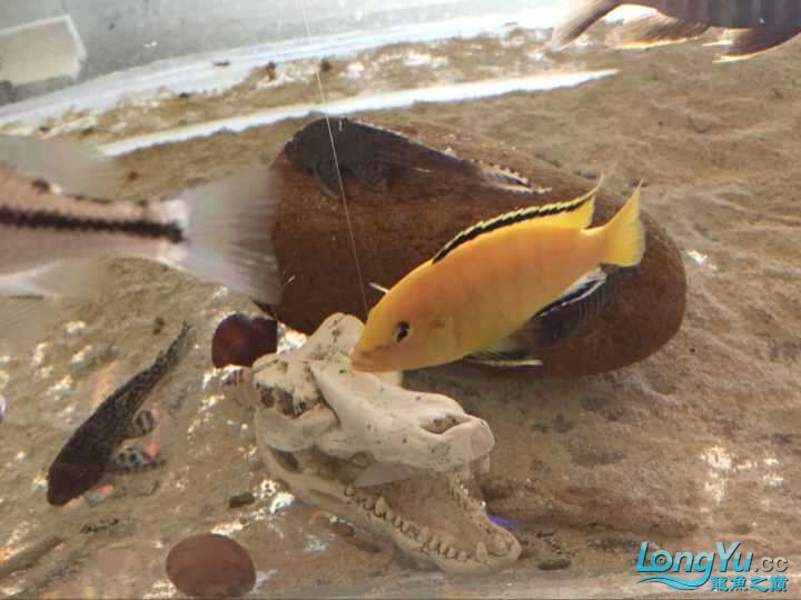 四海水族泰國貿(mào)易邀你來拼魚+參加活動 沖氧泵 第1張