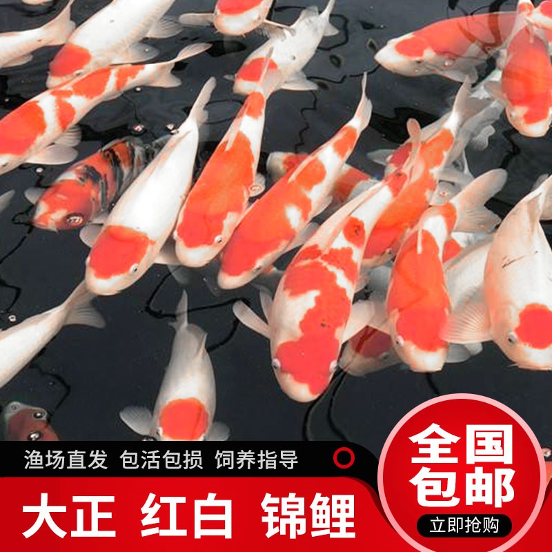 如果魚兒不吃