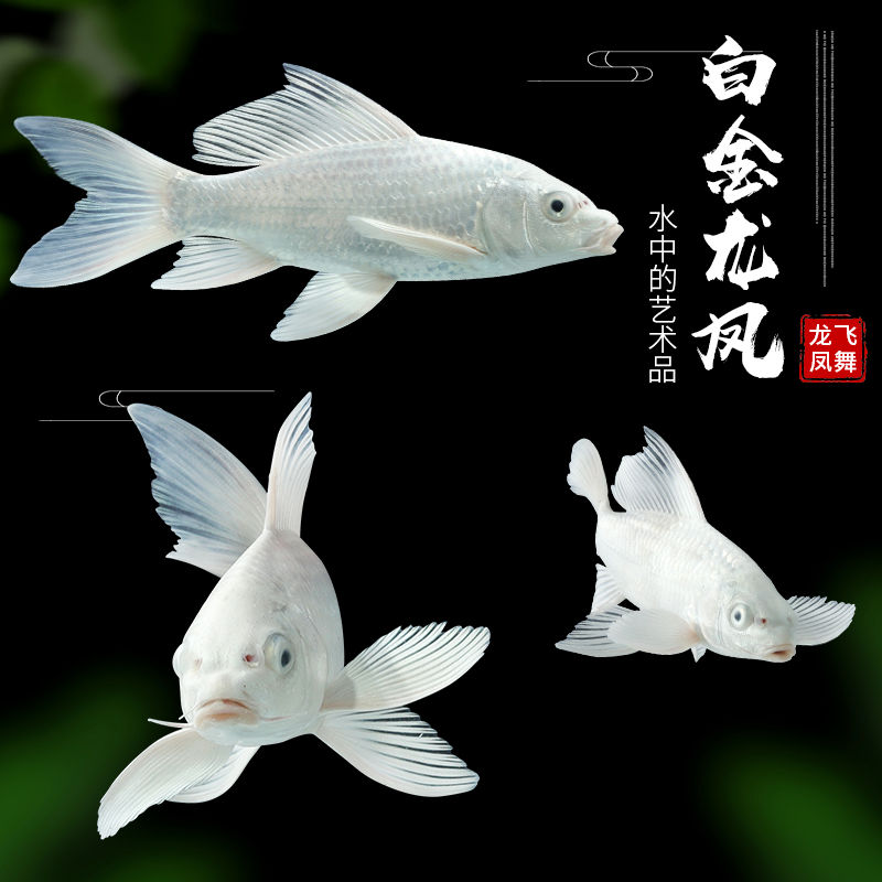 友情價(jià)請(qǐng)到金龍被說烤魚 PH調(diào)節(jié)劑 第6張