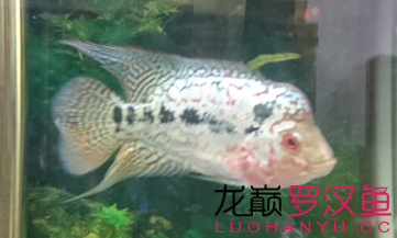 循序漸進(jìn) 馬拉莫寶石魚苗 第4張