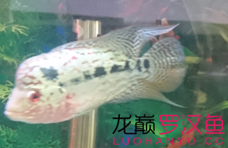 循序漸進(jìn) 馬拉莫寶石魚苗 第5張