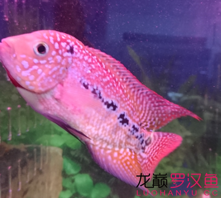 循序漸進(jìn) 馬拉莫寶石魚苗 第9張