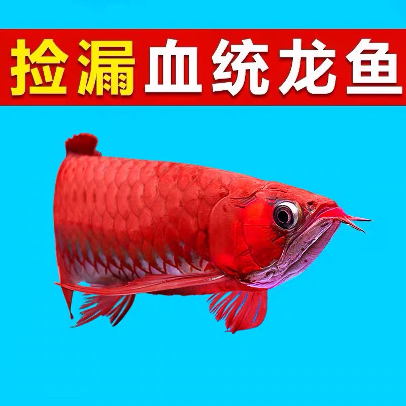 水差不多清了 魚缸等水族設備 第5張