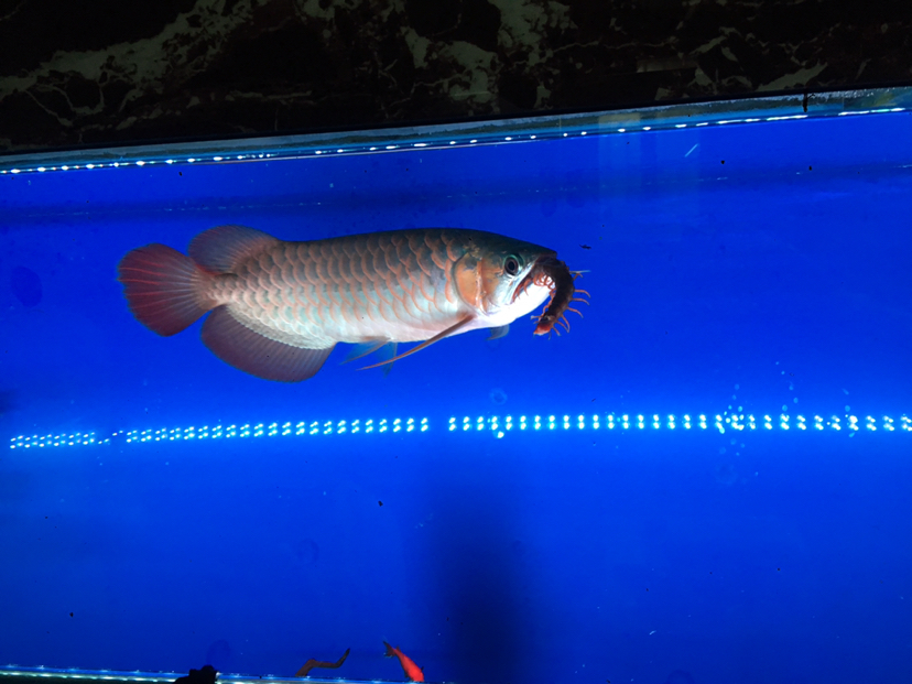 野生蜈蜈味道應(yīng)該不錯(cuò) 祥龍龍魚專用水族燈 第2張