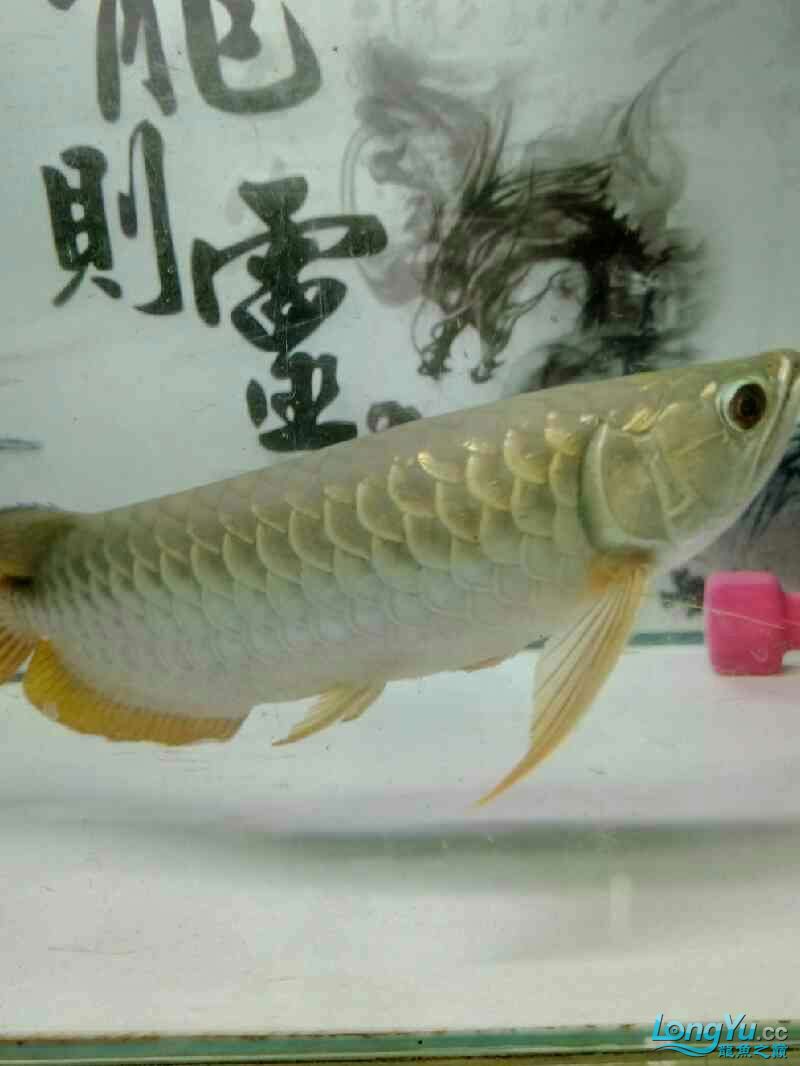 魚的名