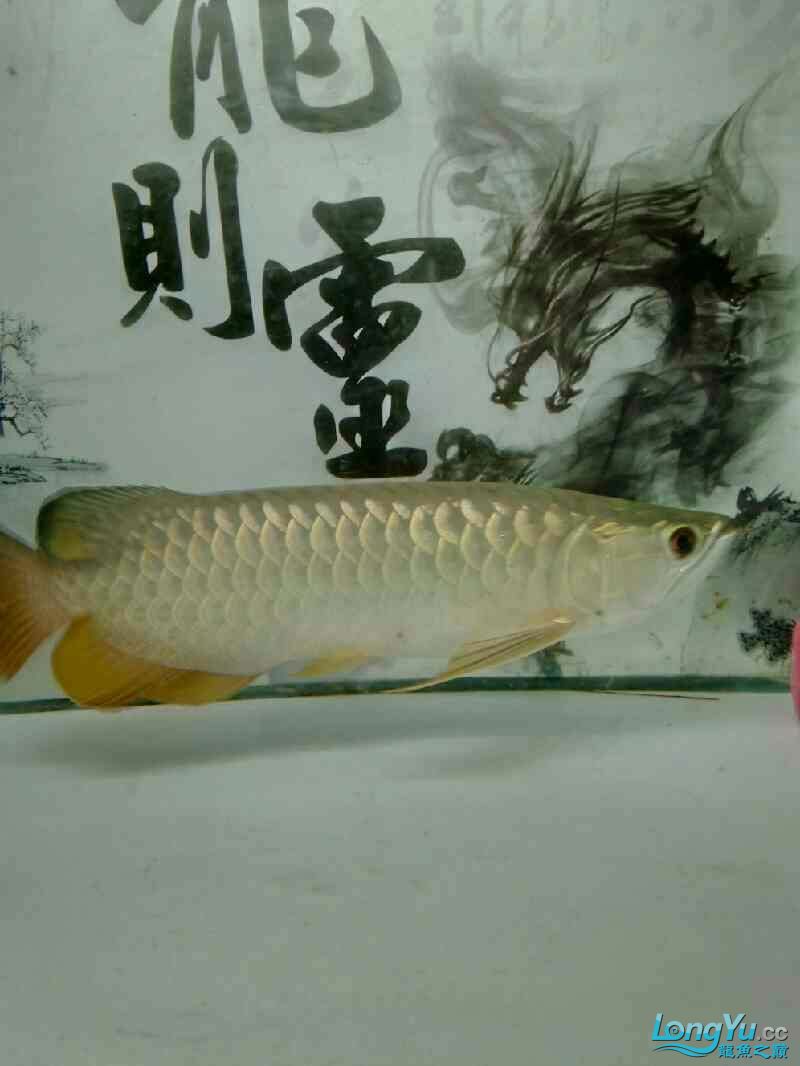 魚的名