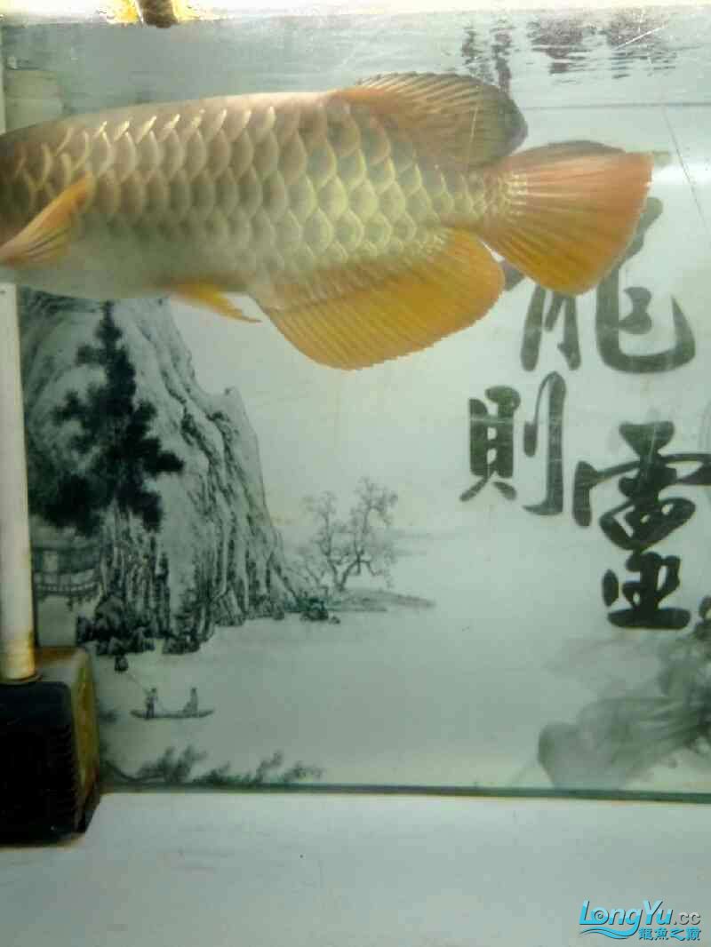 魚的名 銀龍魚百科 第4張