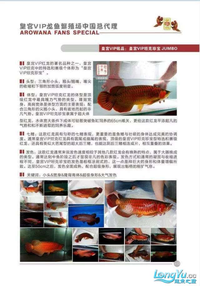 出售高端皇宮金龍紅龍 大嘴鯨魚(yú) 第4張