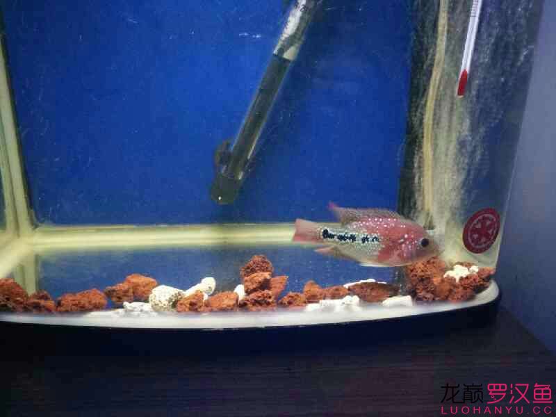 贏明峰水族菩提飼料我的愛魚小幻彩 黃金斑馬魚 第1張