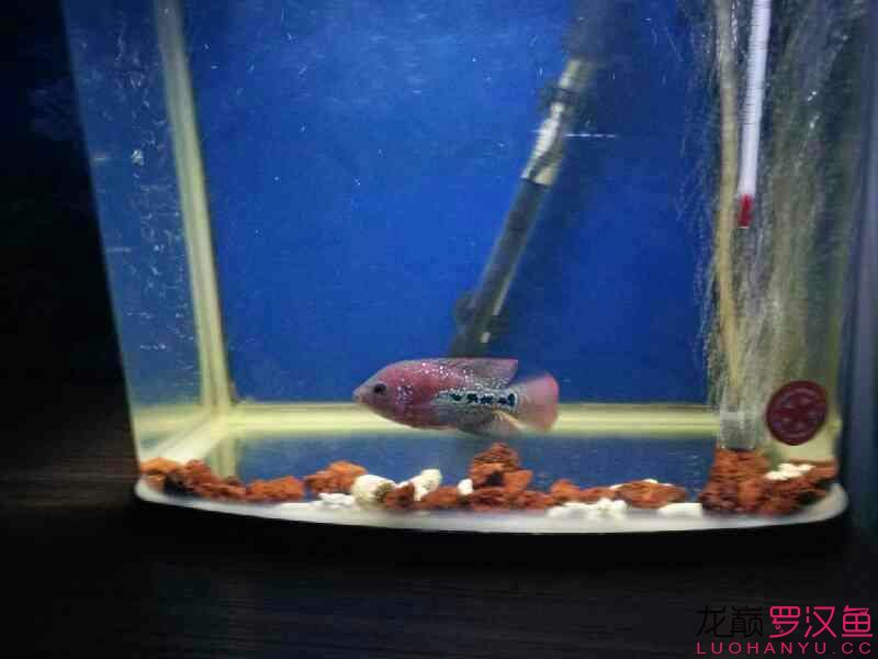 贏明峰水族菩提飼料我的愛魚小幻彩 黃金斑馬魚 第2張