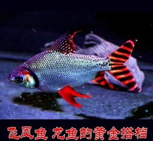 汕尾市城區(qū)魚友之家水族館