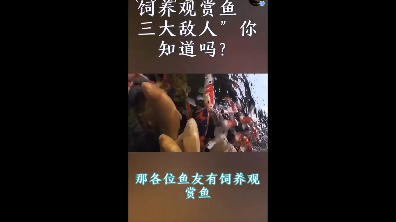 飼養(yǎng)觀賞魚三大敵人你知道嗎？