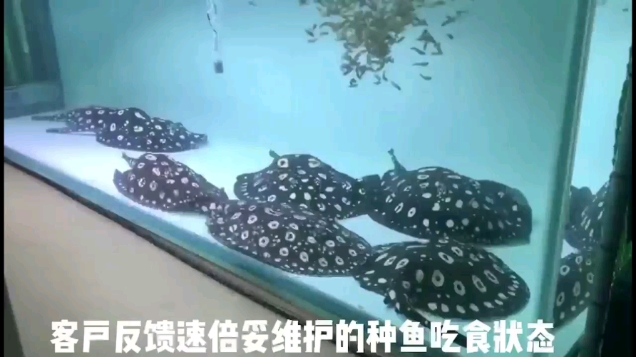 養(yǎng)魚檢疫就像預(yù)防針是一樣的