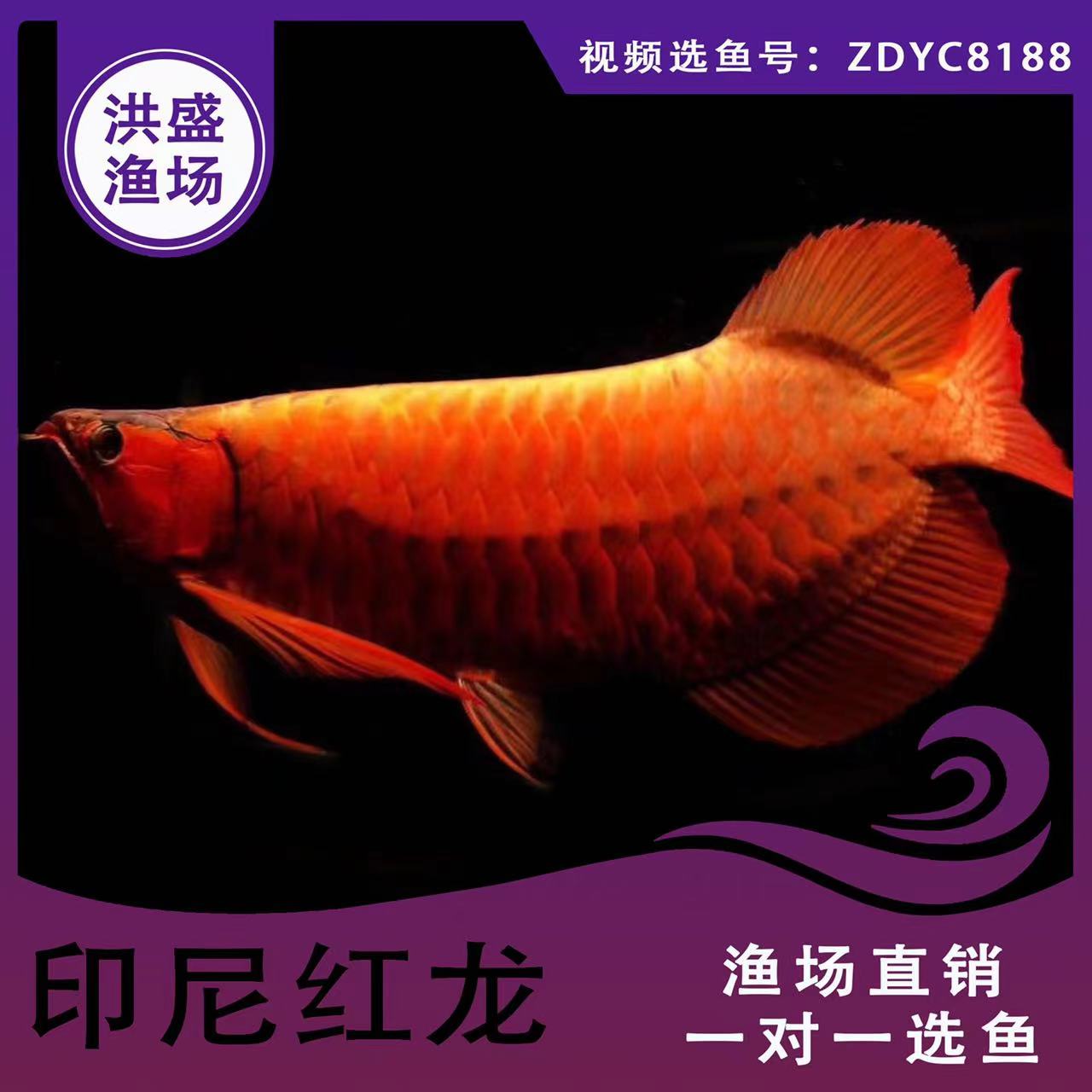 龍馭歸天 狗仔招財(cái)貓魚 第3張