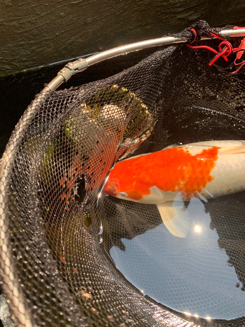 很活躍的魚估計(jì)是撞到假山邊角啦 恐龍王魚 第1張