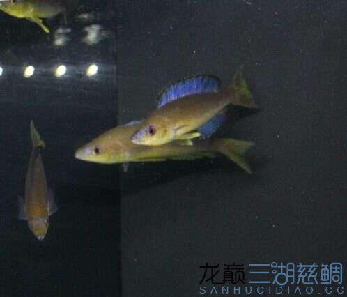 楓之谷卡里拉尼細(xì)鱗劍沙大尺寸 水族燈（魚缸燈） 第6張