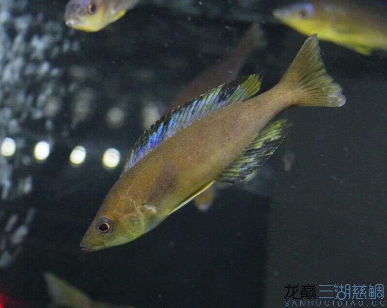 楓之谷卡里拉尼細(xì)鱗劍沙大尺寸 水族燈（魚缸燈） 第8張