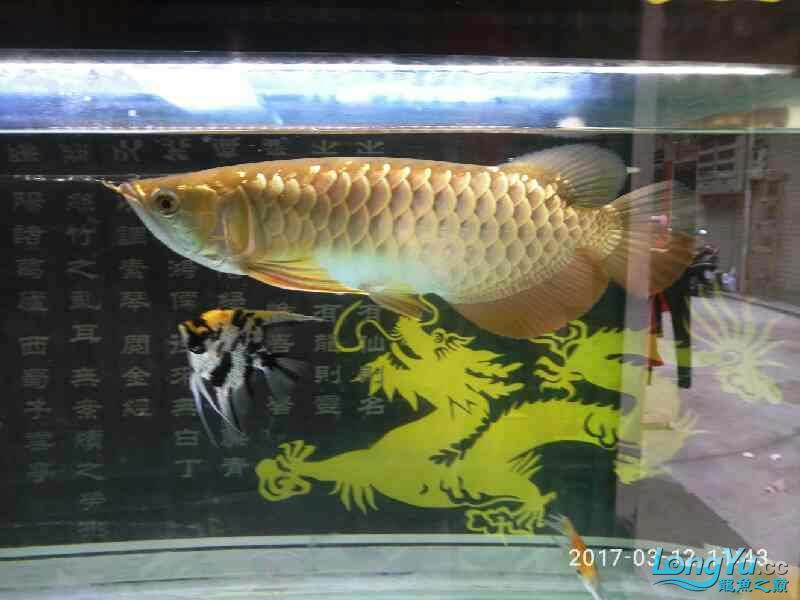 2017年更新了金龍的成長(zhǎng) 黃金眼鏡蛇雷龍魚(yú) 第5張